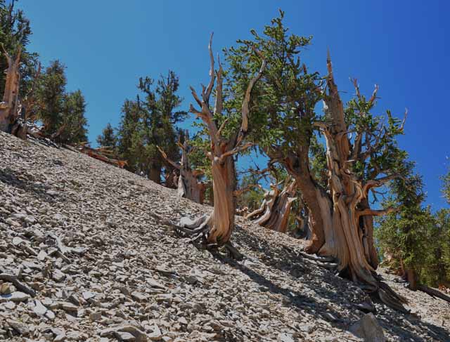 bristlecone